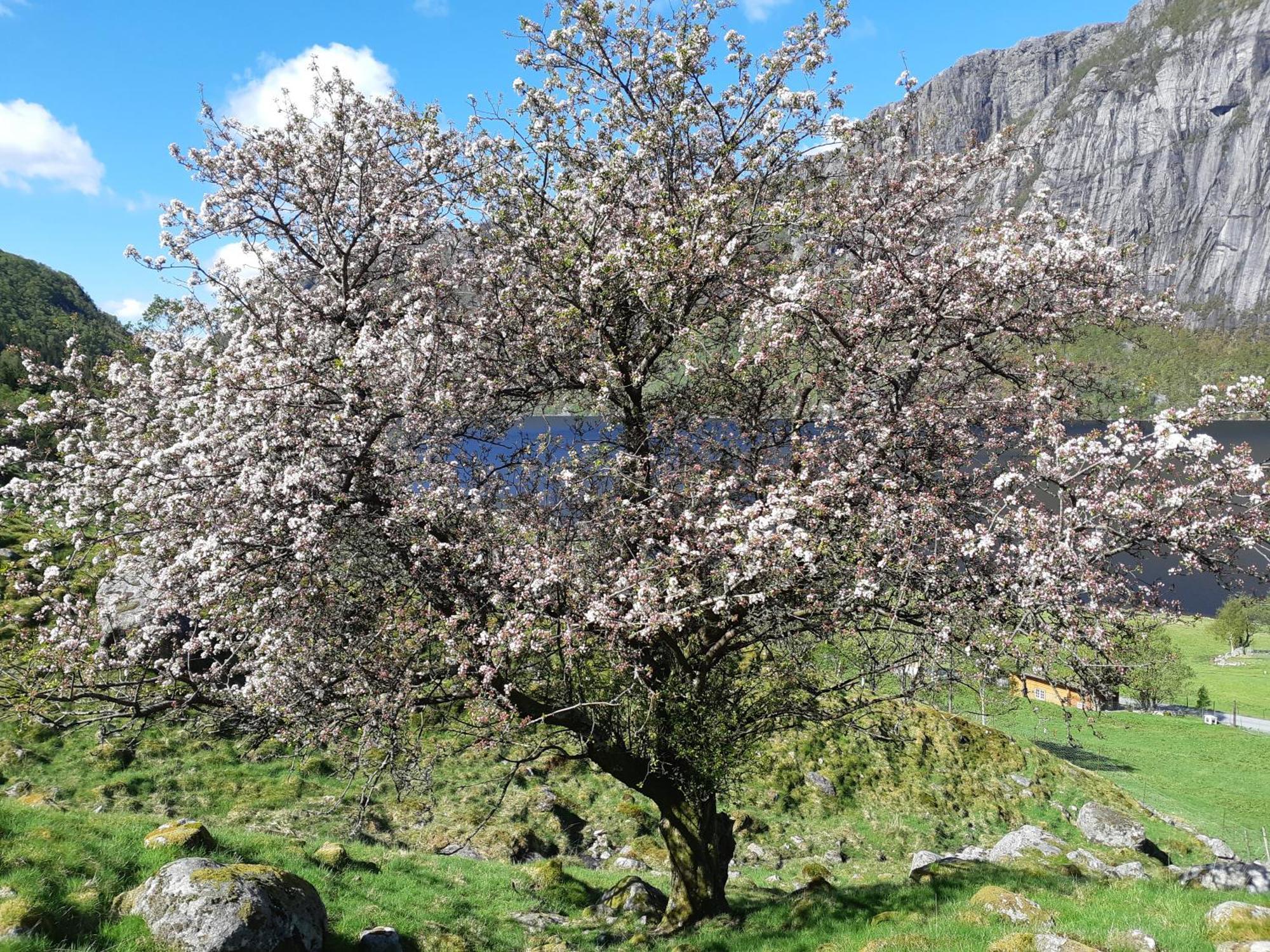 Hytte Ved Preikestolen Forsand Exterior photo